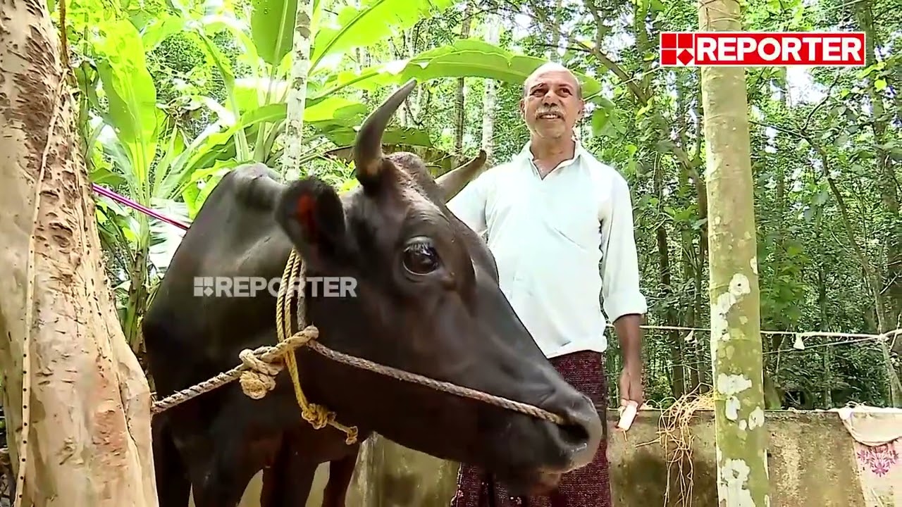 'ഞങ്ങളുടെ പശുക്കളെ കൊന്ന് കളയുമെന്ന് അയൽവാസി പറഞ്ഞിരുന്നു...' | Piravom