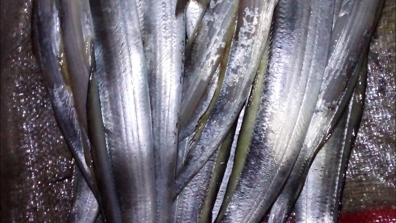 MANCING IKAN LAYUR UMPAN SABIKI@Drovikifishing