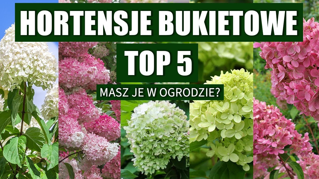 Top 5 Hortensji Bukietowych do ogrodu. Koniecznie musisz je mieć w ogrodzie.