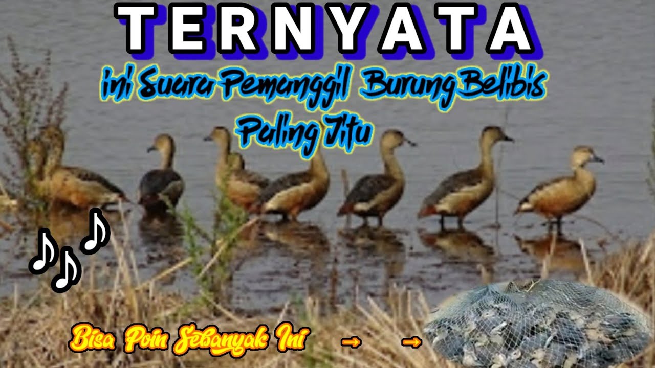 suara pemanggil burung belibis paling ampuh || suara bersih dan jernih