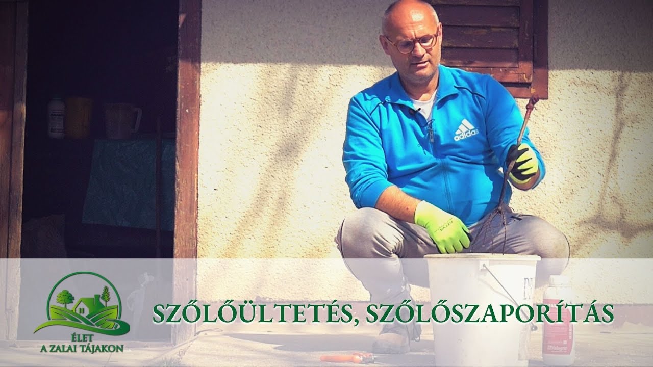 Szőlőültetés, szőlőszaporítás