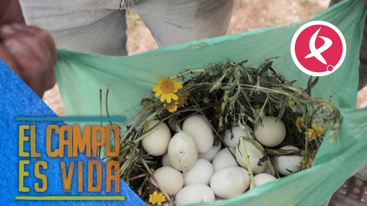 Buena recolección en el gallinero de los Mellis | El campo es vida