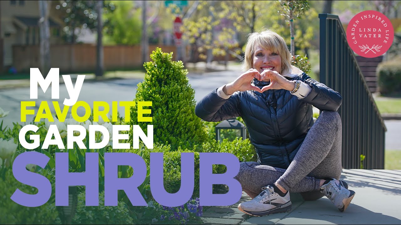 My Favorite Garden Evergreen