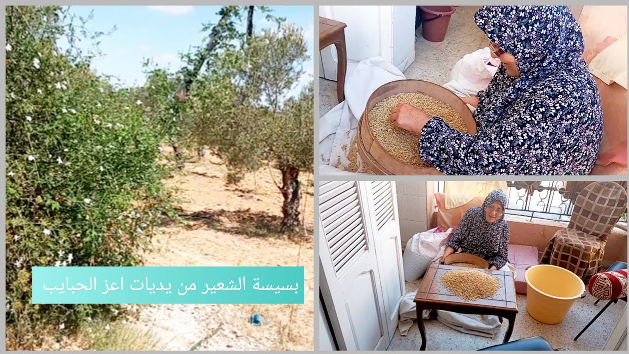 طريقة تحضير بسيسة الشعير الساحلية من يديات الوالدة بكل تفاصيلها