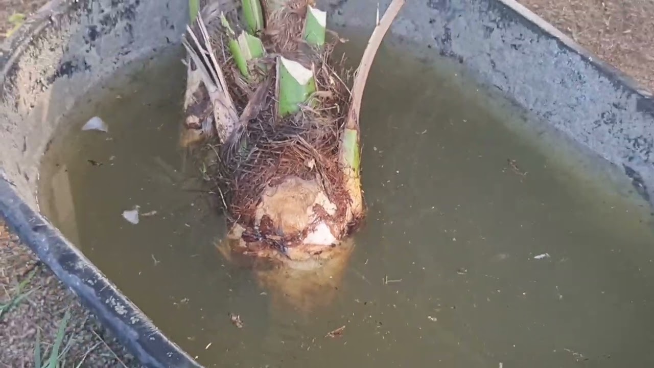 สูตรชำหน่ออินทผลัมแบบไม่ต้องตอน รอด 100%