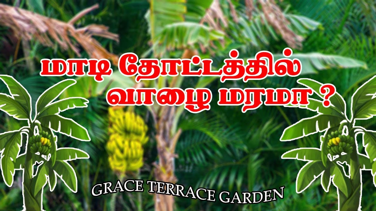 Is it possible to grow BANANA tree in Terrace Garden ?