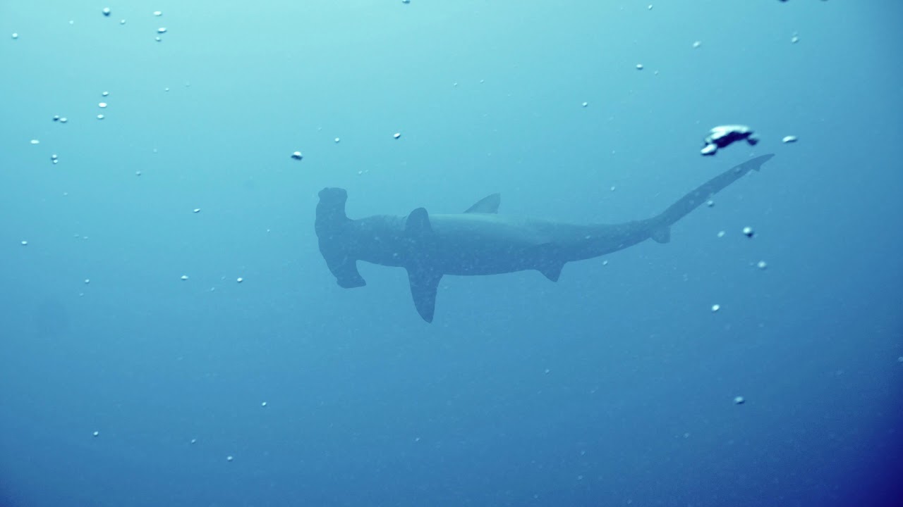 Riding the Cocos current