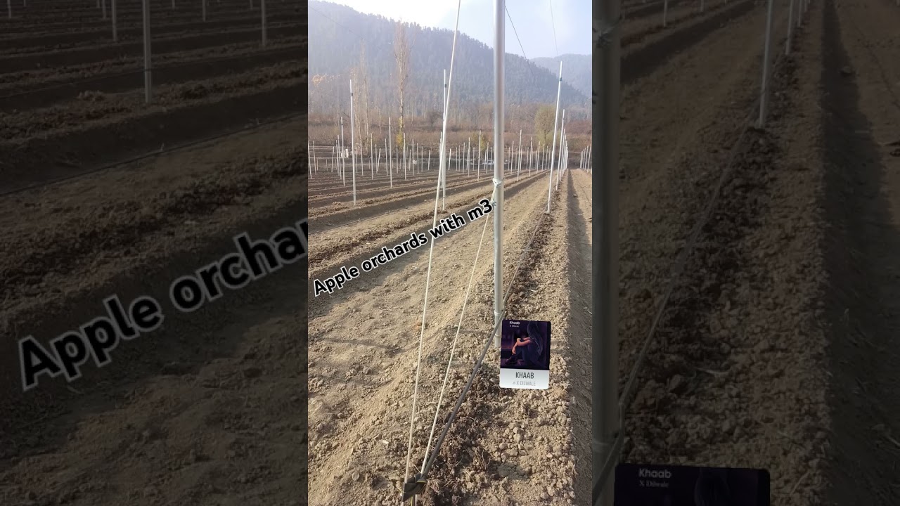 #garden #fruit #orchardfarming #fruitfarming #farming #fruitcultivation #mango