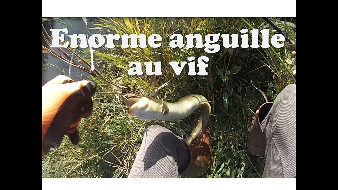 Pêche de l'anguille au vif (paster noster)