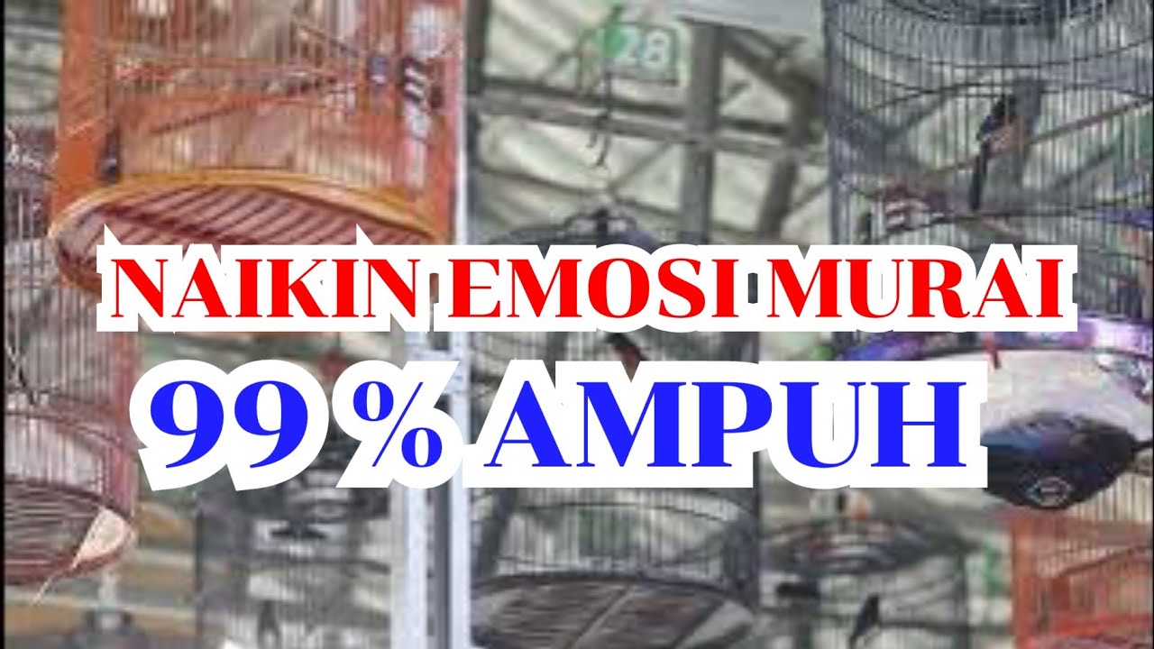 SIMULASI MURAI BATU BISA NAIKIN EMOSI GACOANMU DI RUMAH .
