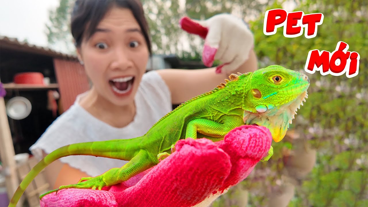 Hắng Nga Nuôi Pet Mới Rồng Nam Mỹ Màu Green Bạn Mới của Thắng Tê Tê