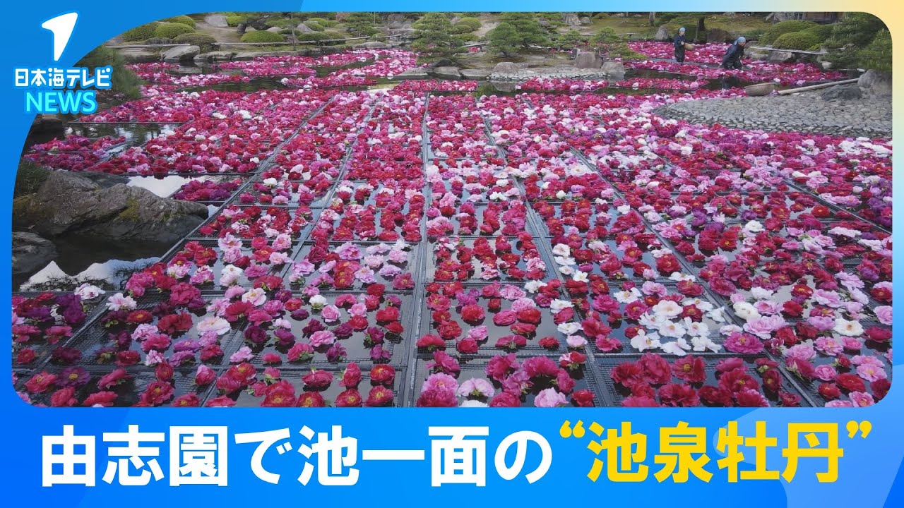 【まるで絨毯】池一面に3万輪の牡丹が浮かべられる“池泉牡丹”　季節の花が咲き誇るり観光客を魅了　島根県松江市