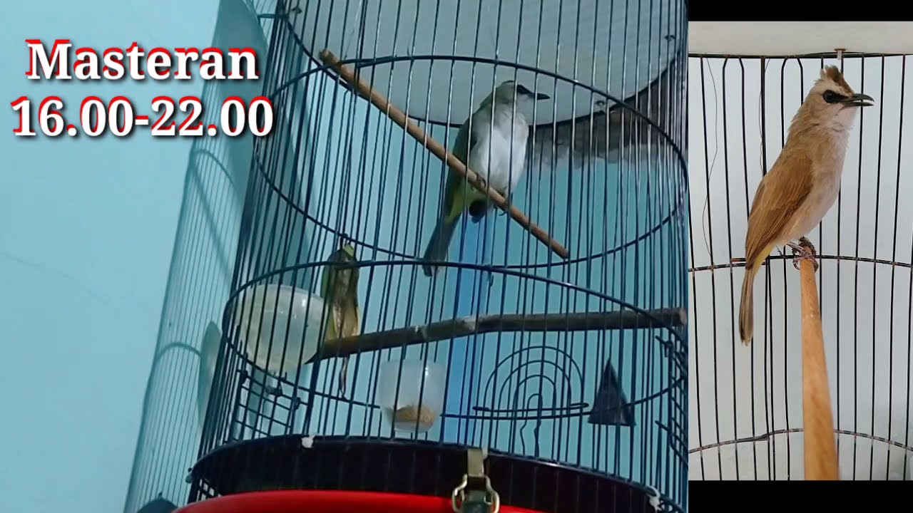 Masteran Trucuk Ropelan 24 Menit untuk  jam 16.00 sampai pagi