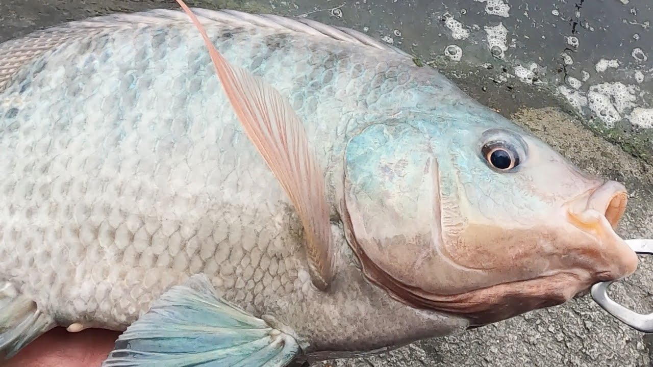 (高雄休閒池)自家園休閒池，屬於台灣的特色，釣台灣鯛!│好想釣魚 Eager to fish