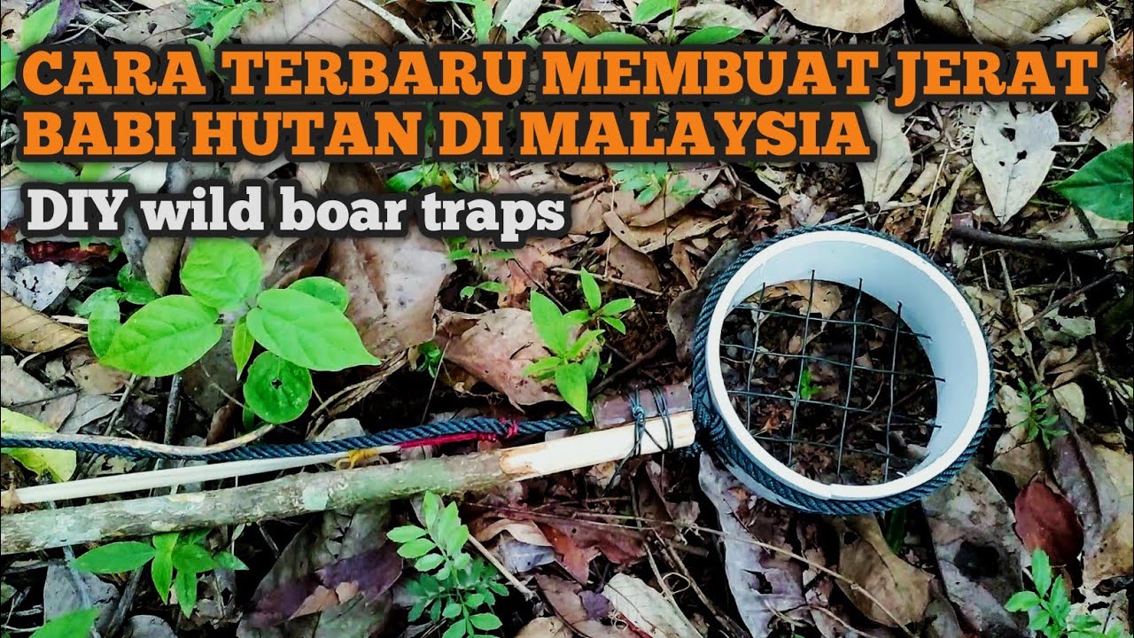diy jerat hama babi hutan