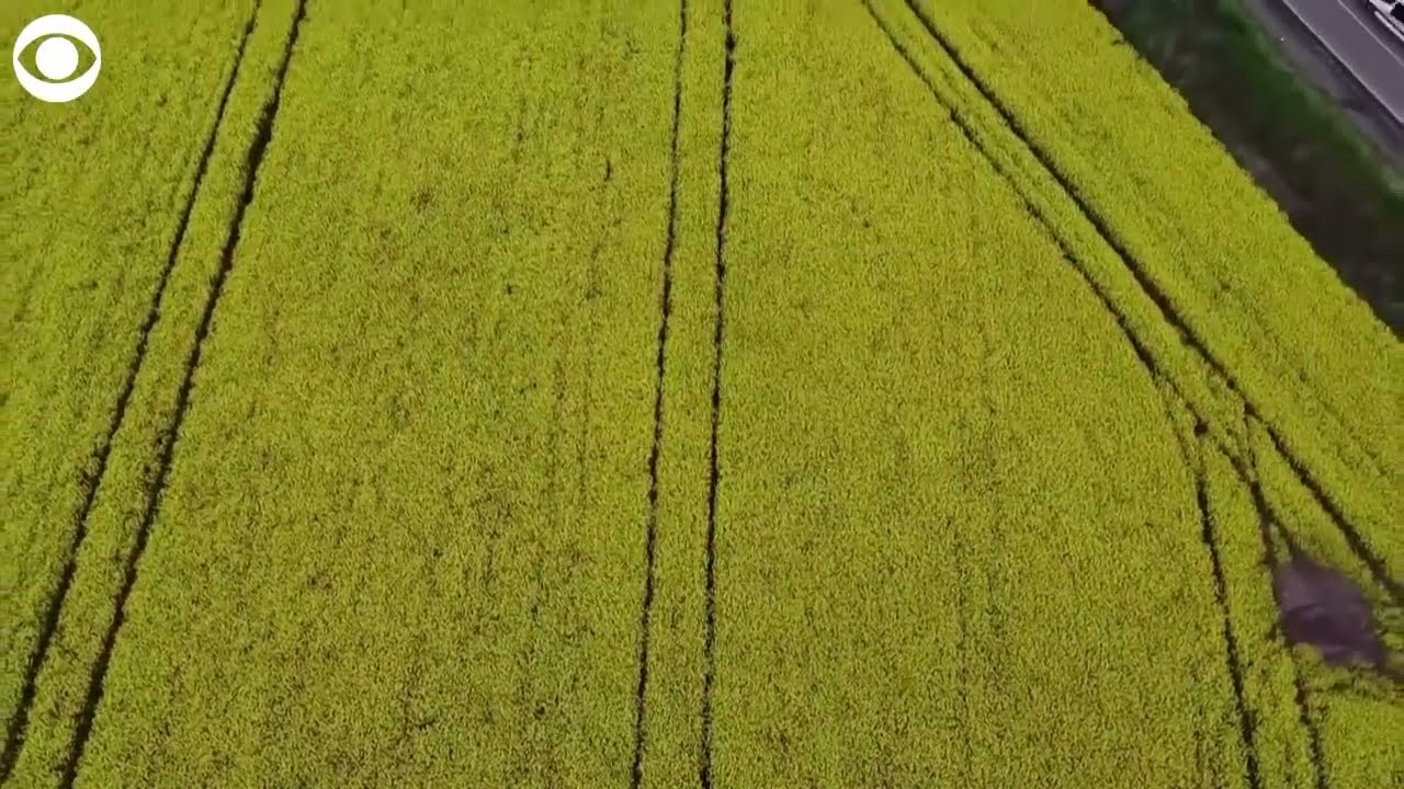 Yellow fields of blooming rapeseed plants in Ukraine