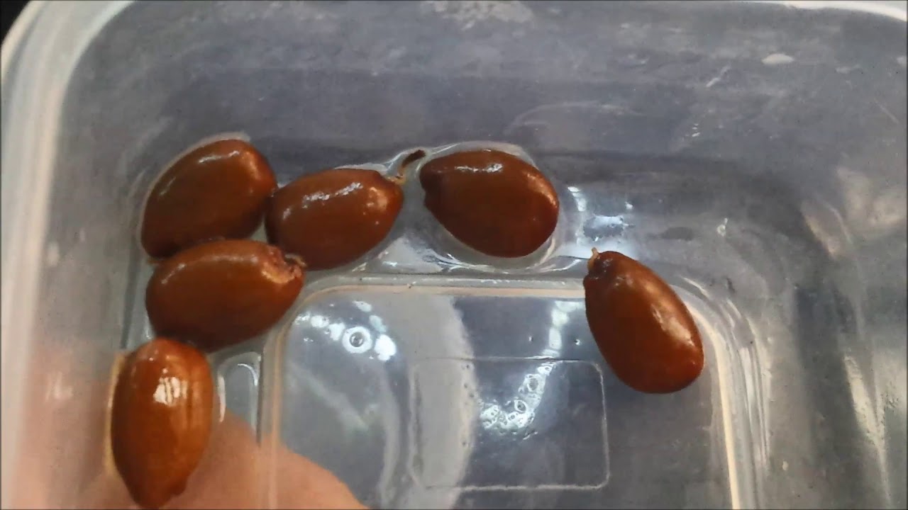 Kif tiżra l-Ħarrub (grow carob tree from seeds)