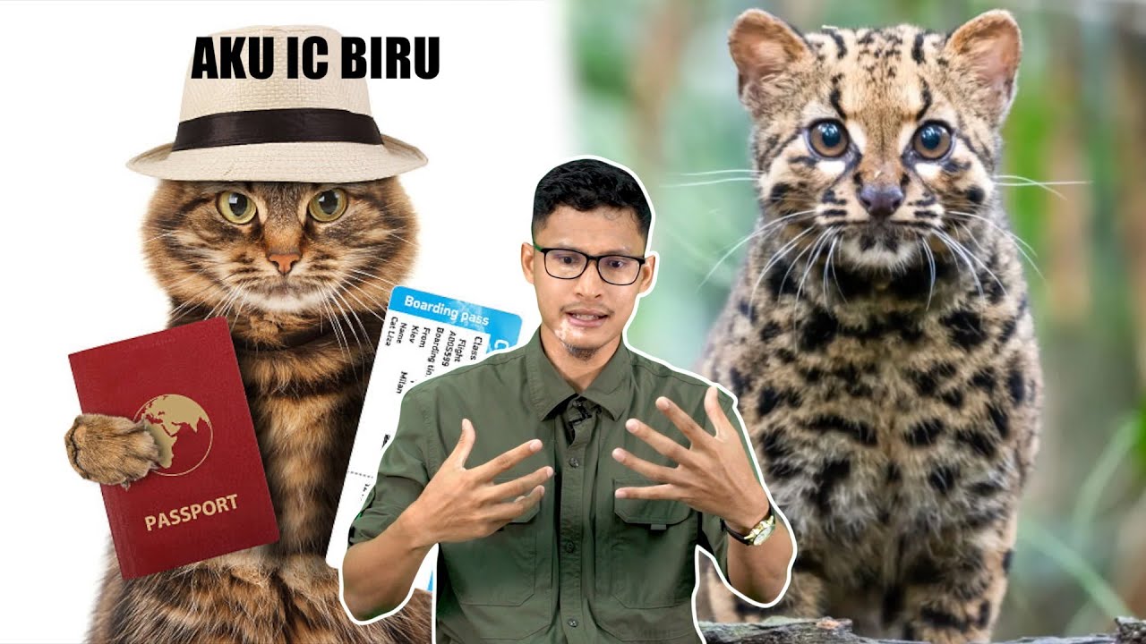 Ini Sebab Kucing Dikira Sebagai Haiwan Pendatang