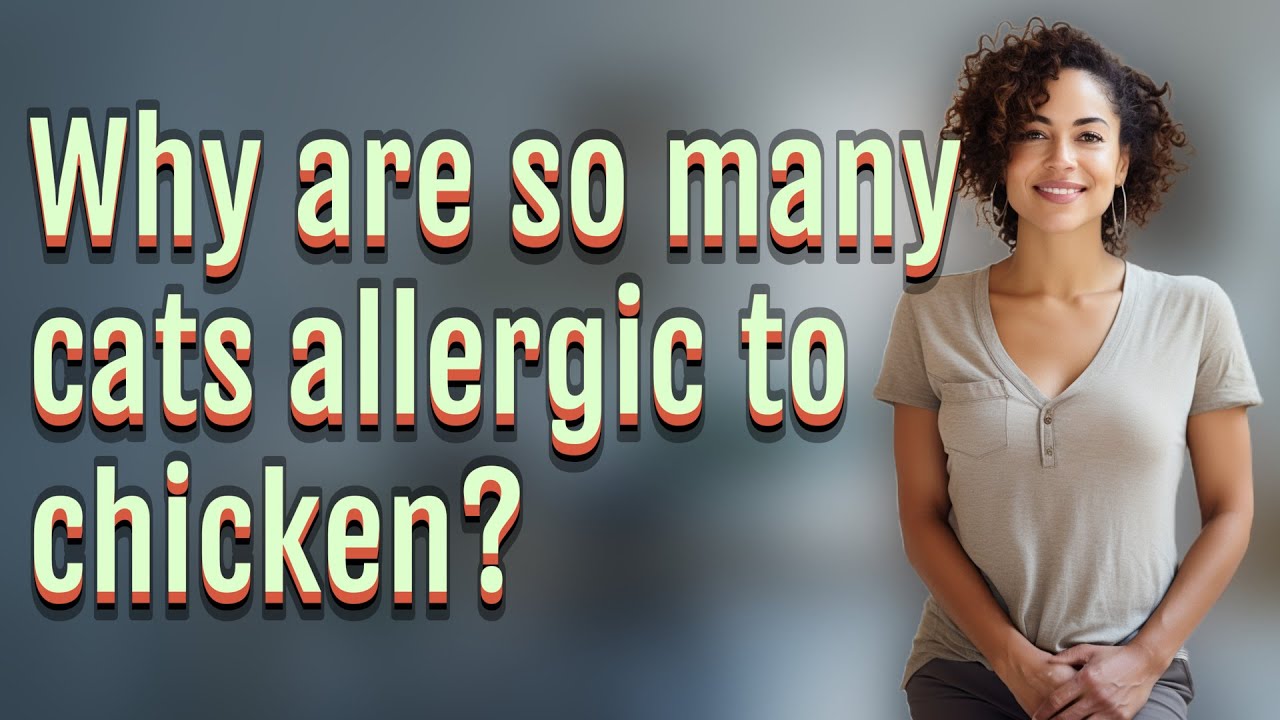 Why are so many cats allergic to chicken?