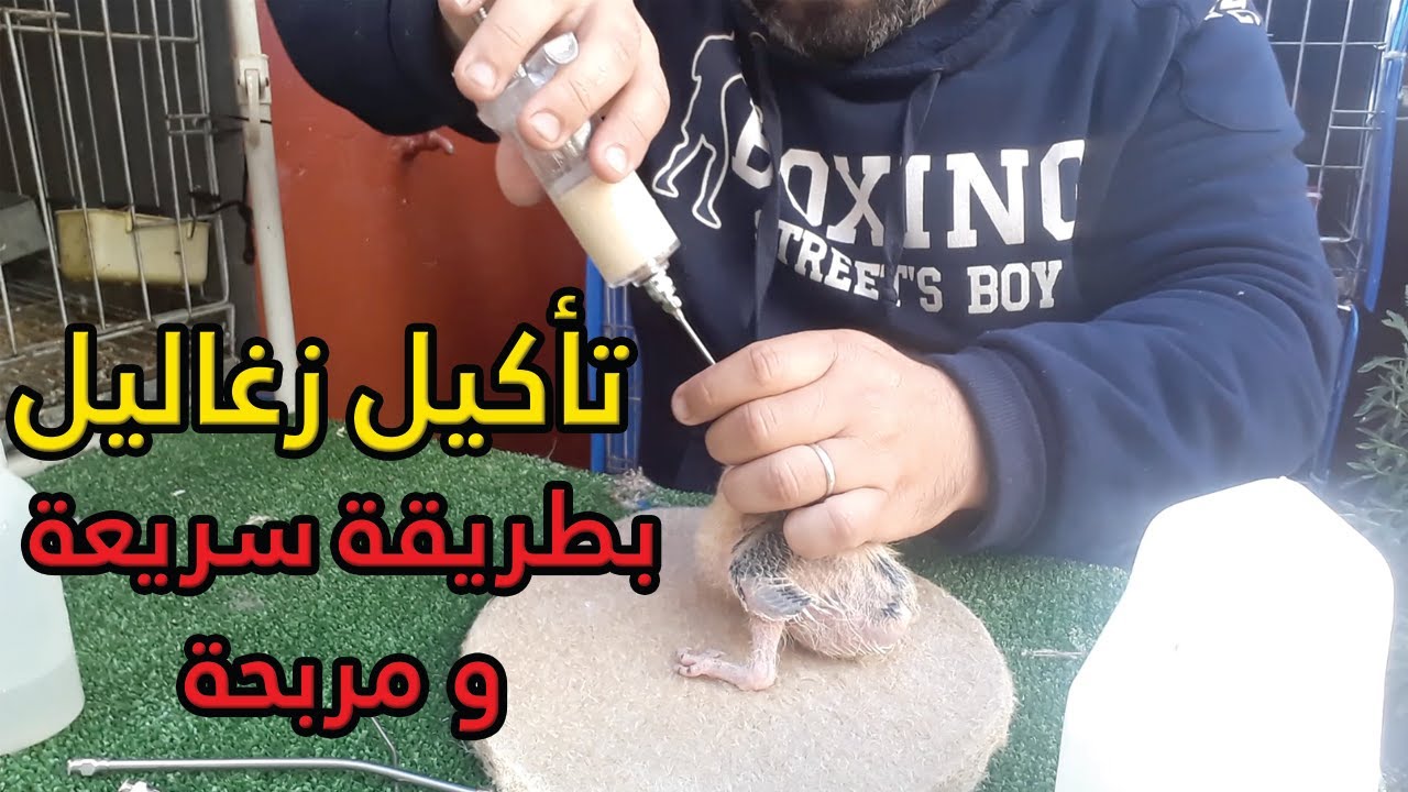 تأكيل زغاليل حمام بطريقة سريعة و مربحة