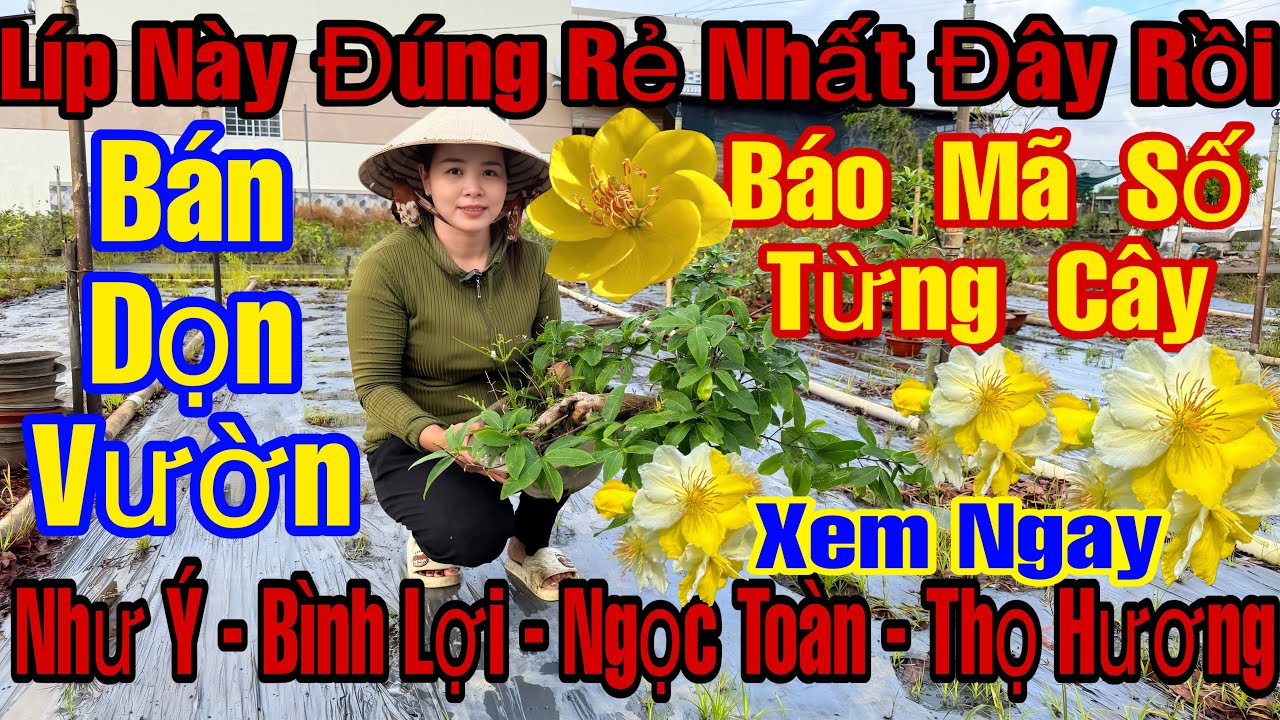 28/2☎️0373398572☎️🌲Mai Vàng Giá Rẻ🌲Giảo Như Ý-Bình Lợi-Ngọc Toàn-Thọ Hương-Mai Tàng Thông...🌲