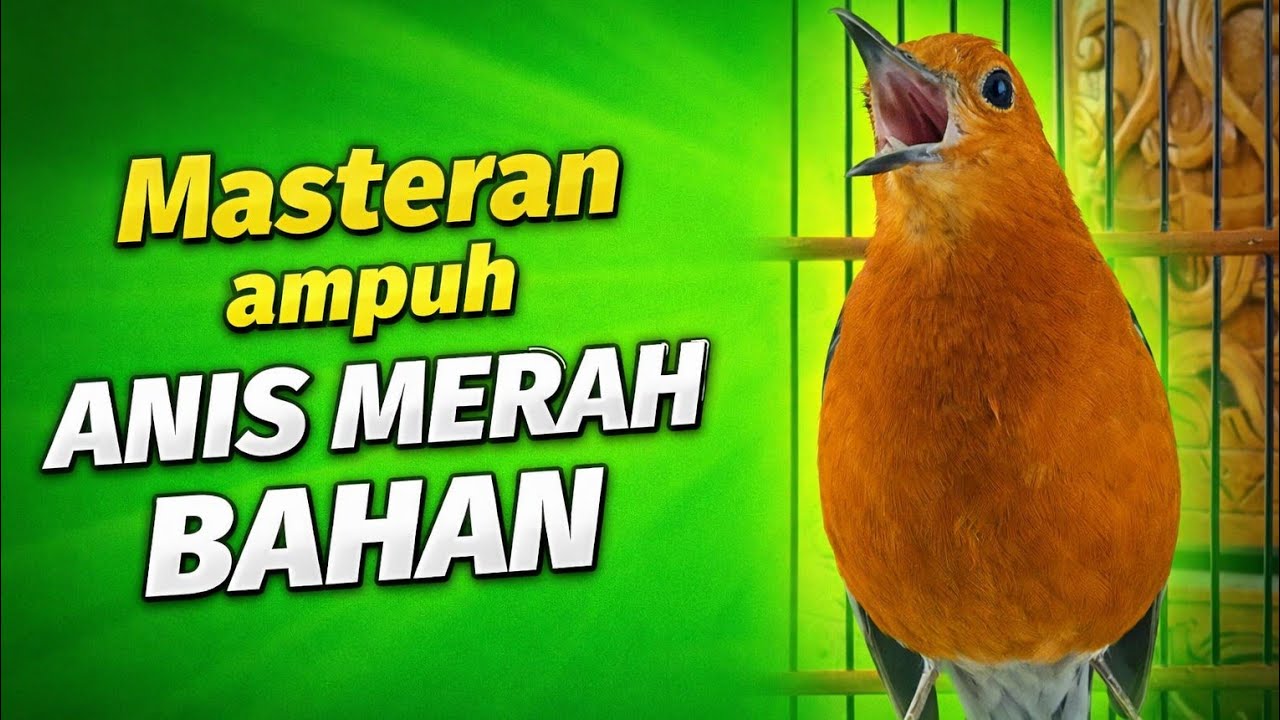 Masteran anis merah bahan agar cepat bunyi