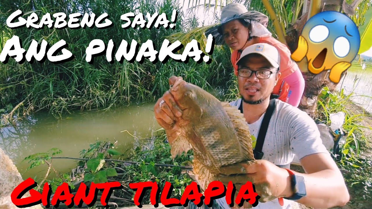 Nakakagulat to di talaga kami makapaniwala na kakagat ang mga tilapia! | Buhay probinsya