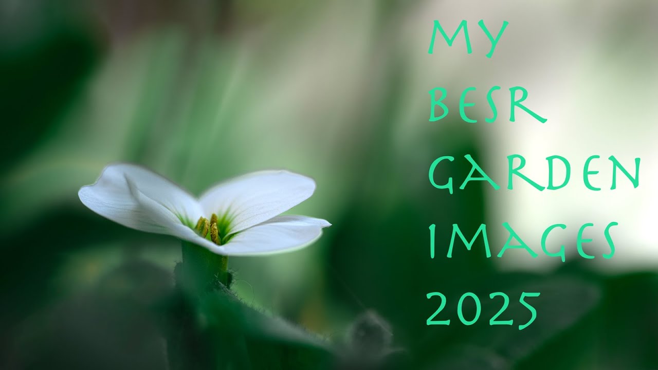 Garden Photography - Best Shots From My Garden 2025