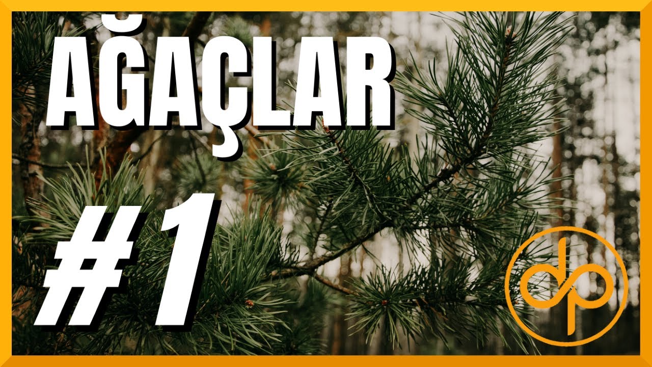 AĞAÇLAR | Bölüm-1: Çam, Köknar, Huş, Kayın, Meşe.