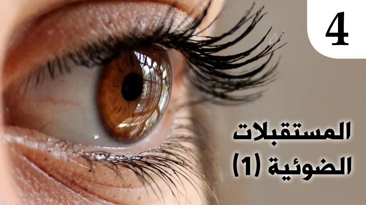 علم الأحياء | المستقبلات الضوئية 1 ✓ توزيع الخلايا البصرية في الشبكية .. د.حسن حسين