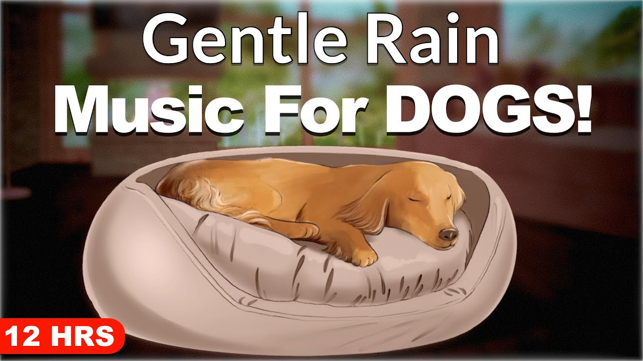 Relaxing Music For Dogs - Gentle Rain (12 Hrs)