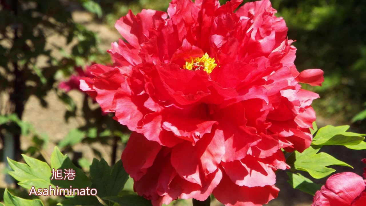 満開の町田ぼたん園　牡丹図鑑　Machida Peony Garden in full bloom
