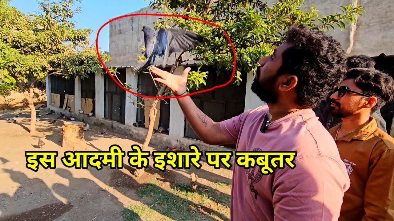 इस आदमी के इशारे पर कबूतर ! Is Aadmi Ke Ishare Par Kabootar ! Jaipur Tonk Pigeons