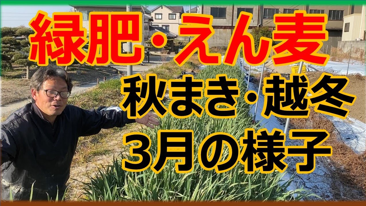 【緑肥】【マルチ麦】えん麦　ひと冬越えて青々と伸びました