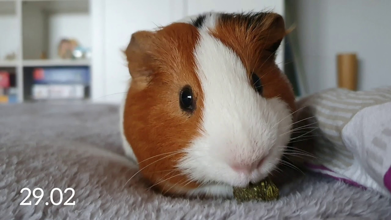 Vlog+sztuczki Tosi ❤🐹