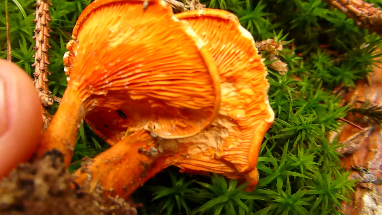 Por&oacute;wnanie Pieprznika jadalnego (kurka) i Lis&oacute;wki pomarańczowej