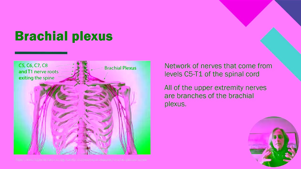 7b Nerves & Cranial Nerves - Major peripheral nerves