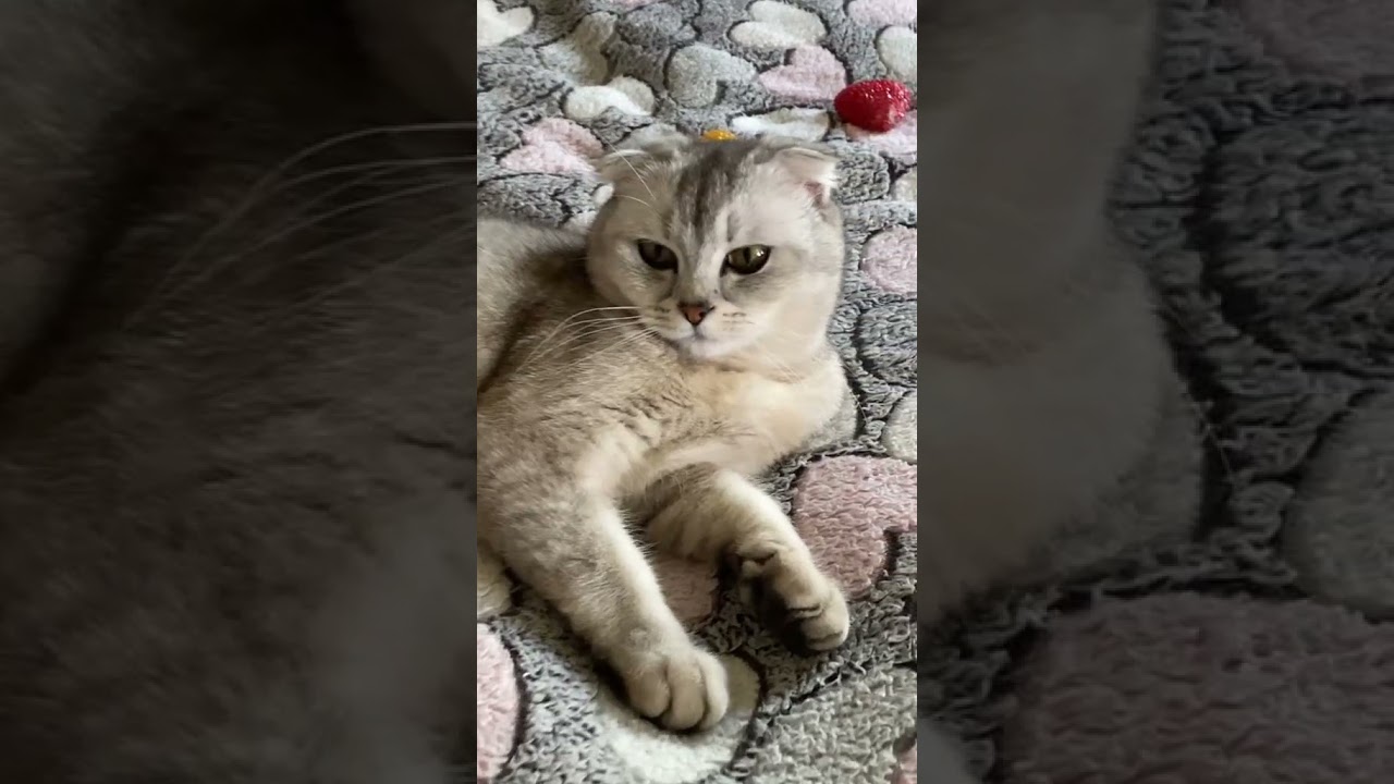 • ФІНАЛ УБИВ 😂 