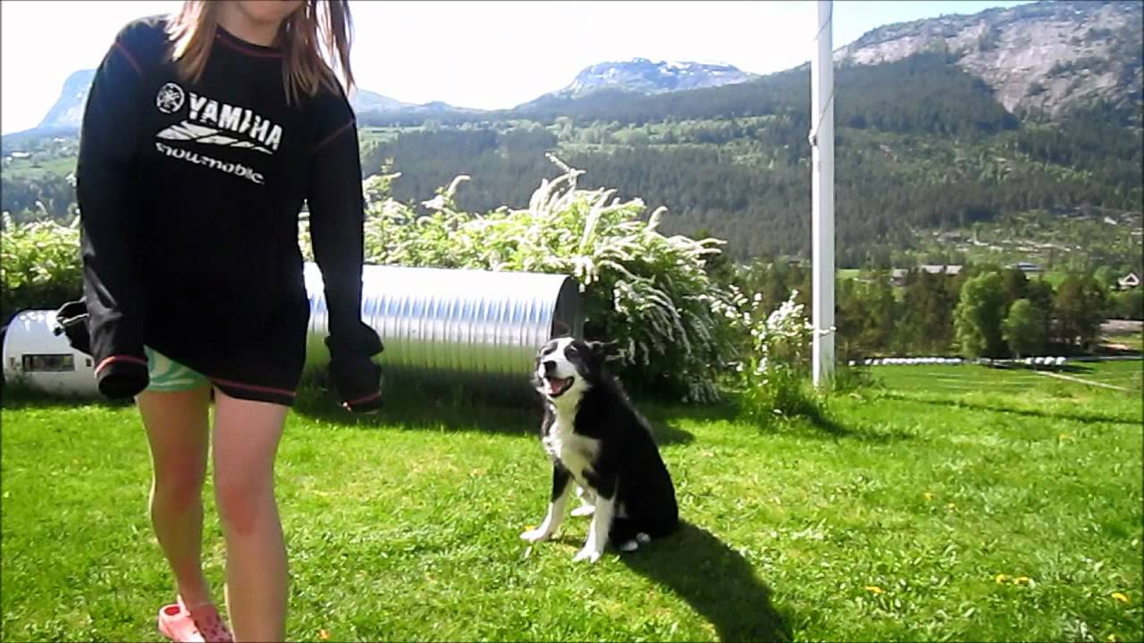Hvordan lære hunden Bamse