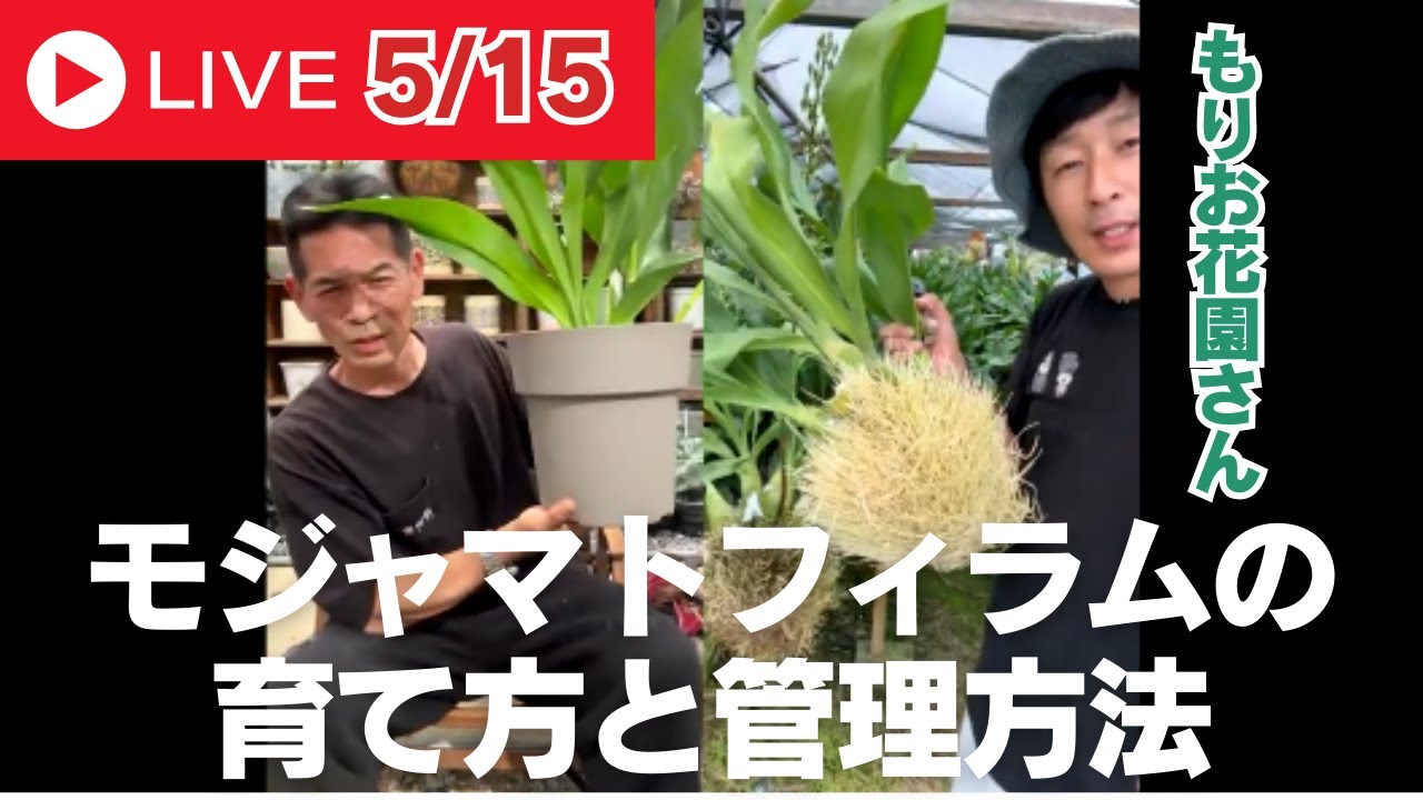 モジャマトフィラムの育て方と管理方法！