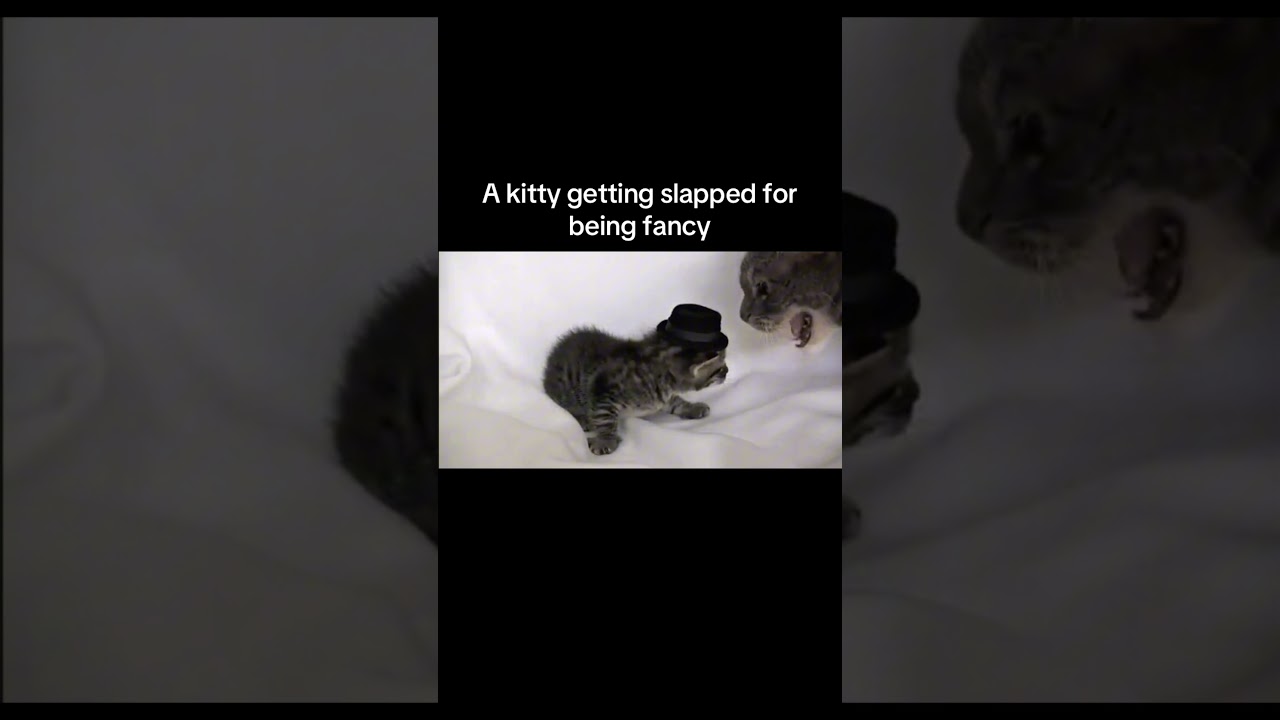 Look what i found in tiktok 😂😭. #memes #fancy #kitty #kittycat #slap #cat #tiktok #tiktokvideo