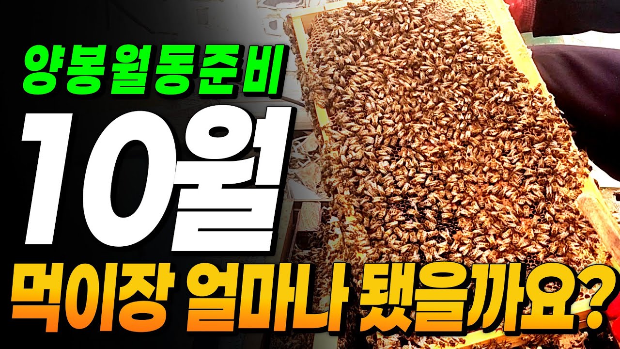 [미희네벌꿀농장] 10월 내검해 봤습니다 .먹이장도 확인하고요 #양봉 #bee #beekeeper #벌