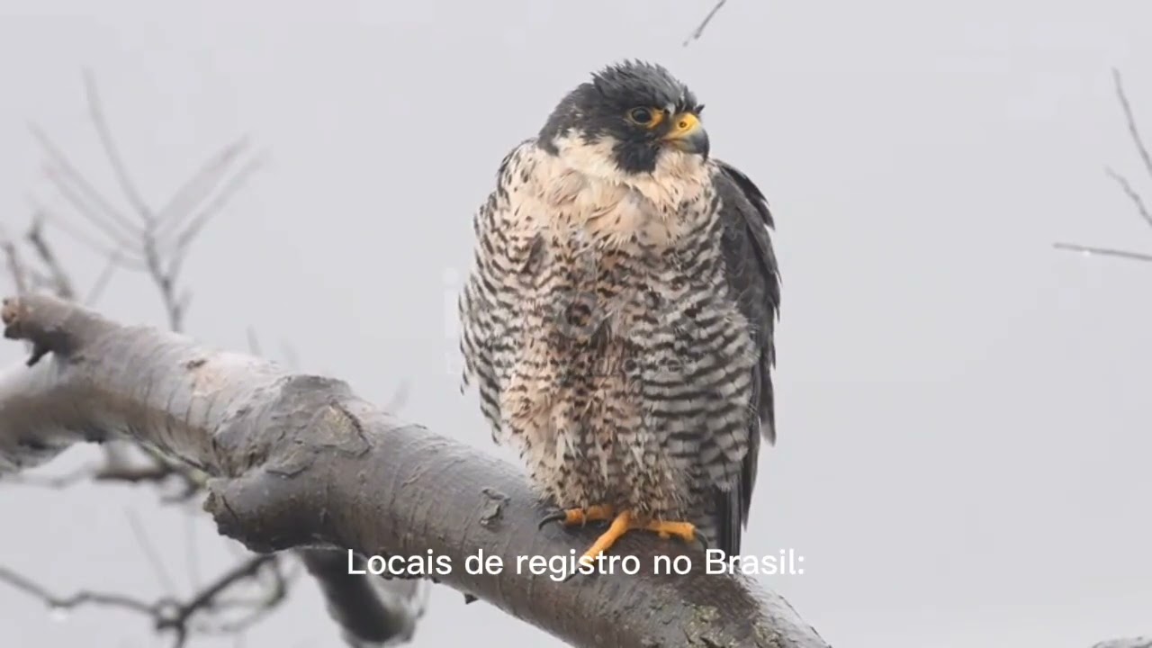 O ANIMAL MAS RÁPIDO DO PLANETA 