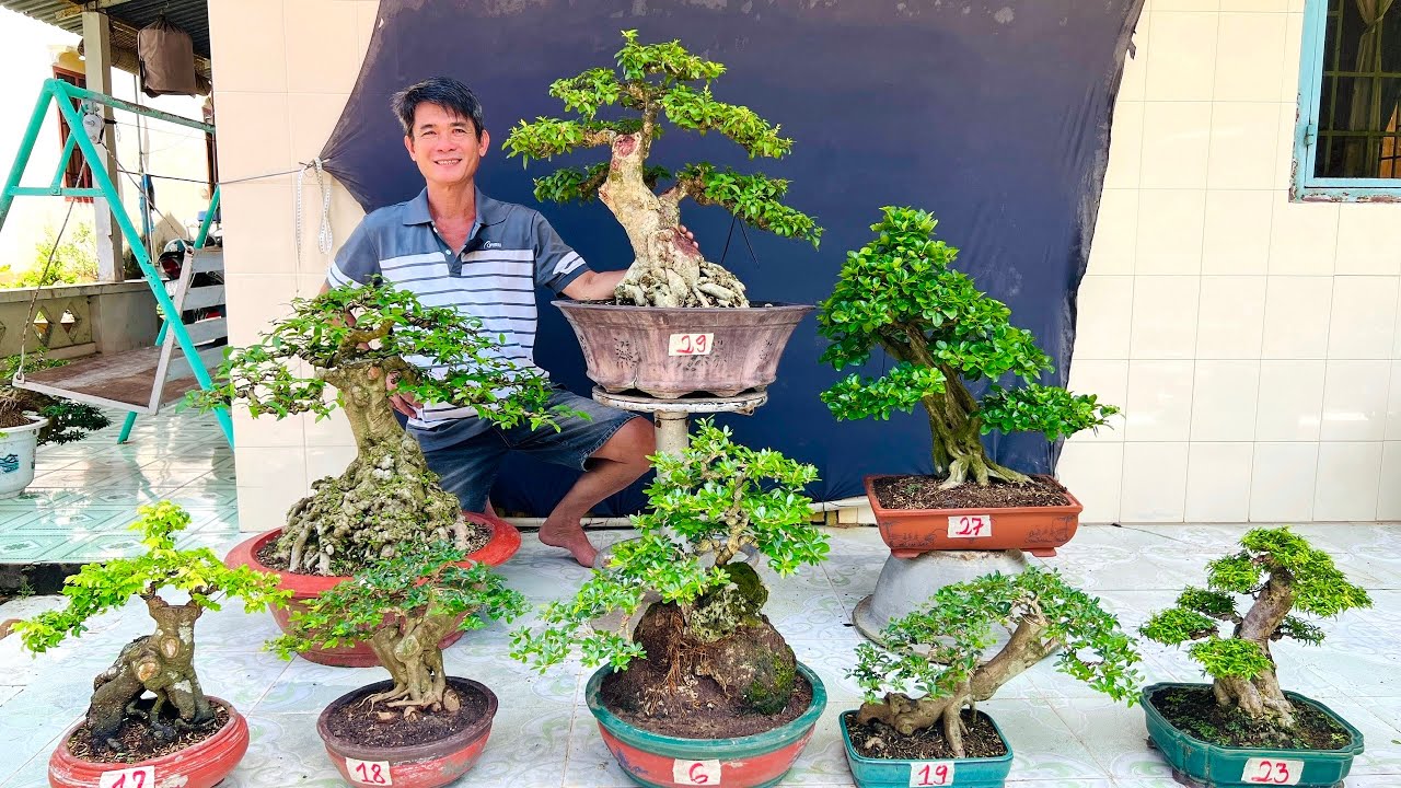 Cây cảnh đa dạng 11/10 Minh Đông chào bán Lô Bonsai thành phẩm | 0948905020