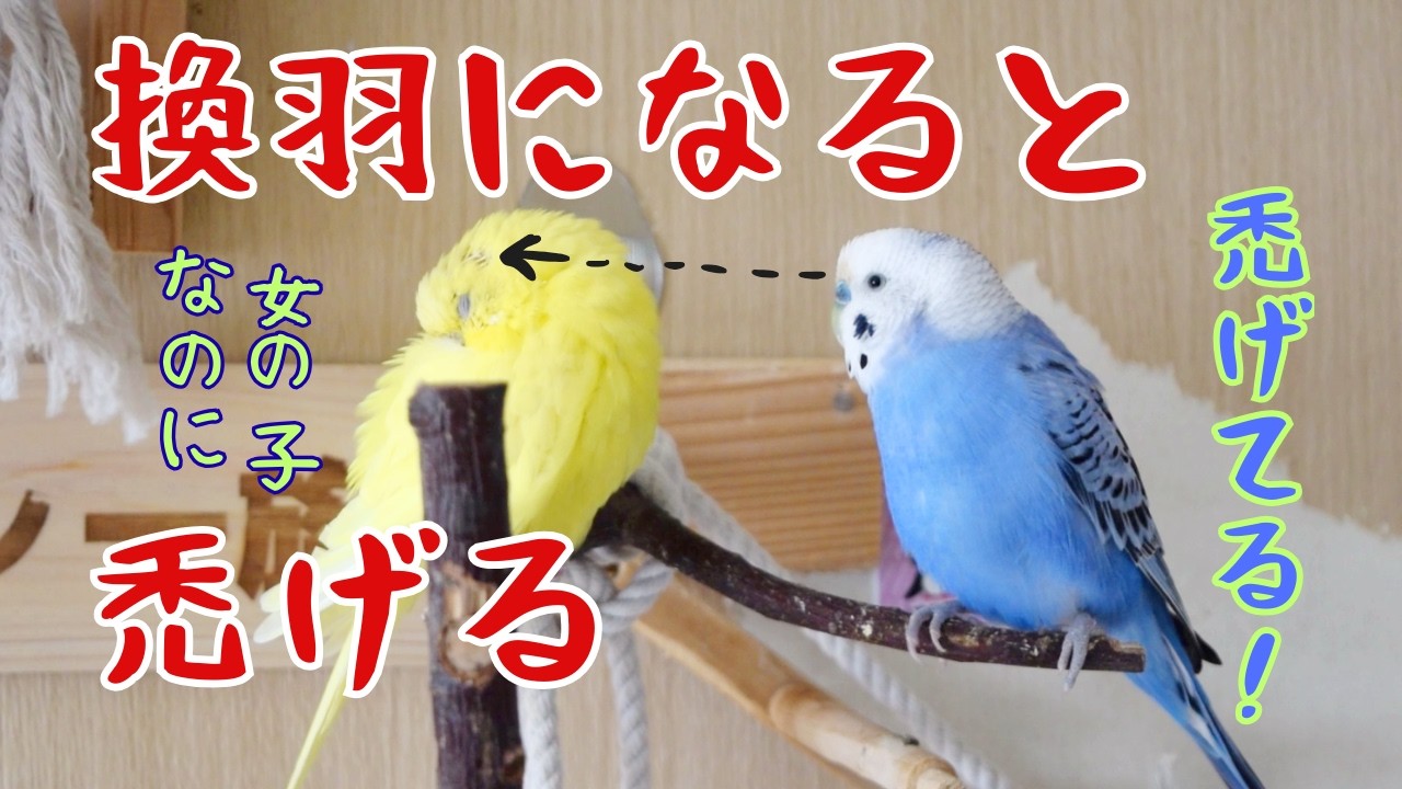 ３８グラムでも大福のようなフォルムのセキセイインコ