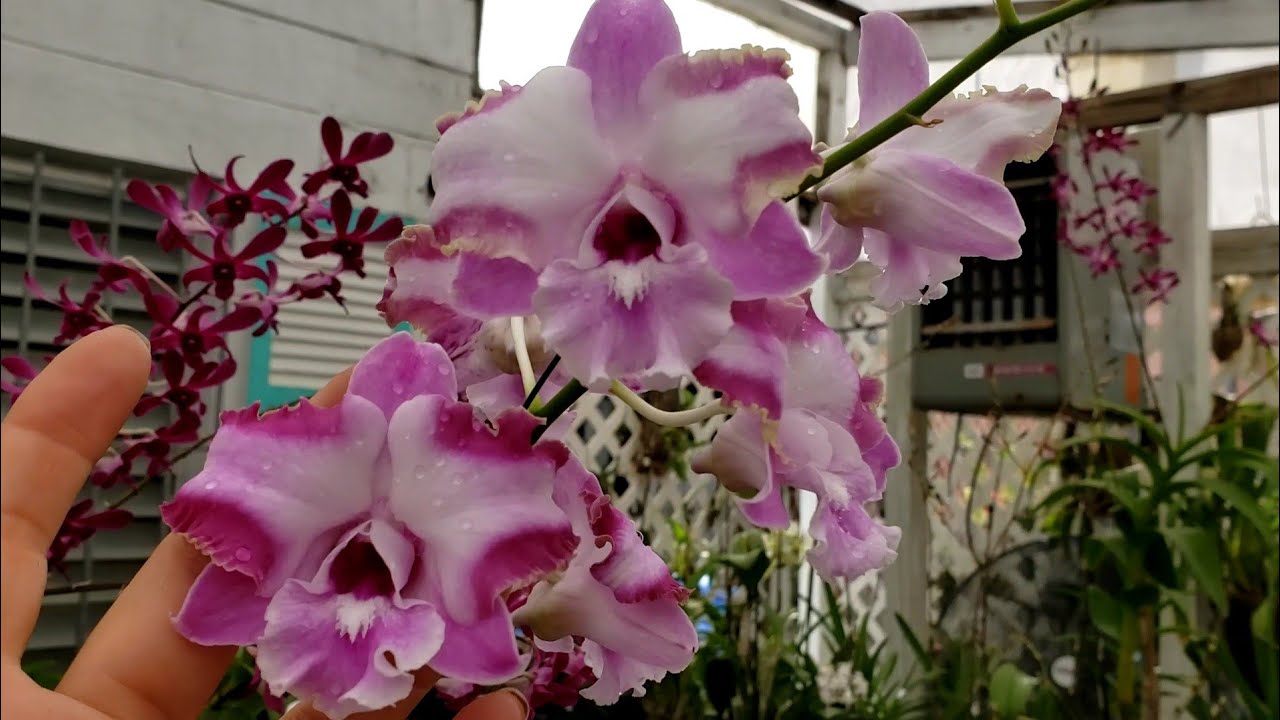Part 2. Florida West Coast Orchid society ORCHID NURSERIES TOUR.