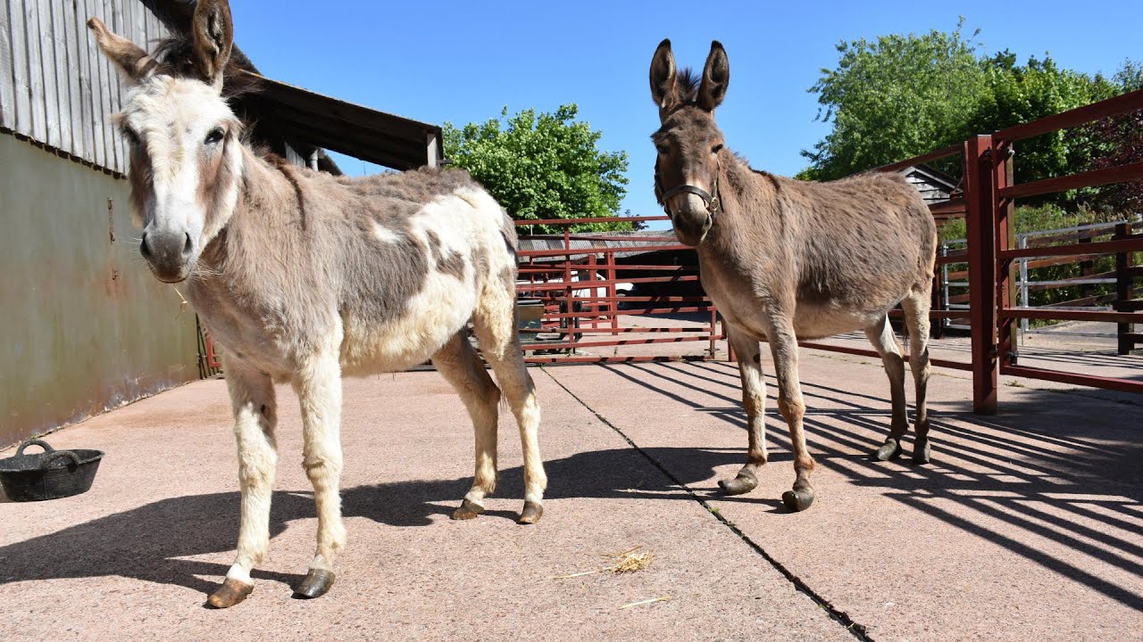 How to work with donkey feet - handling issues