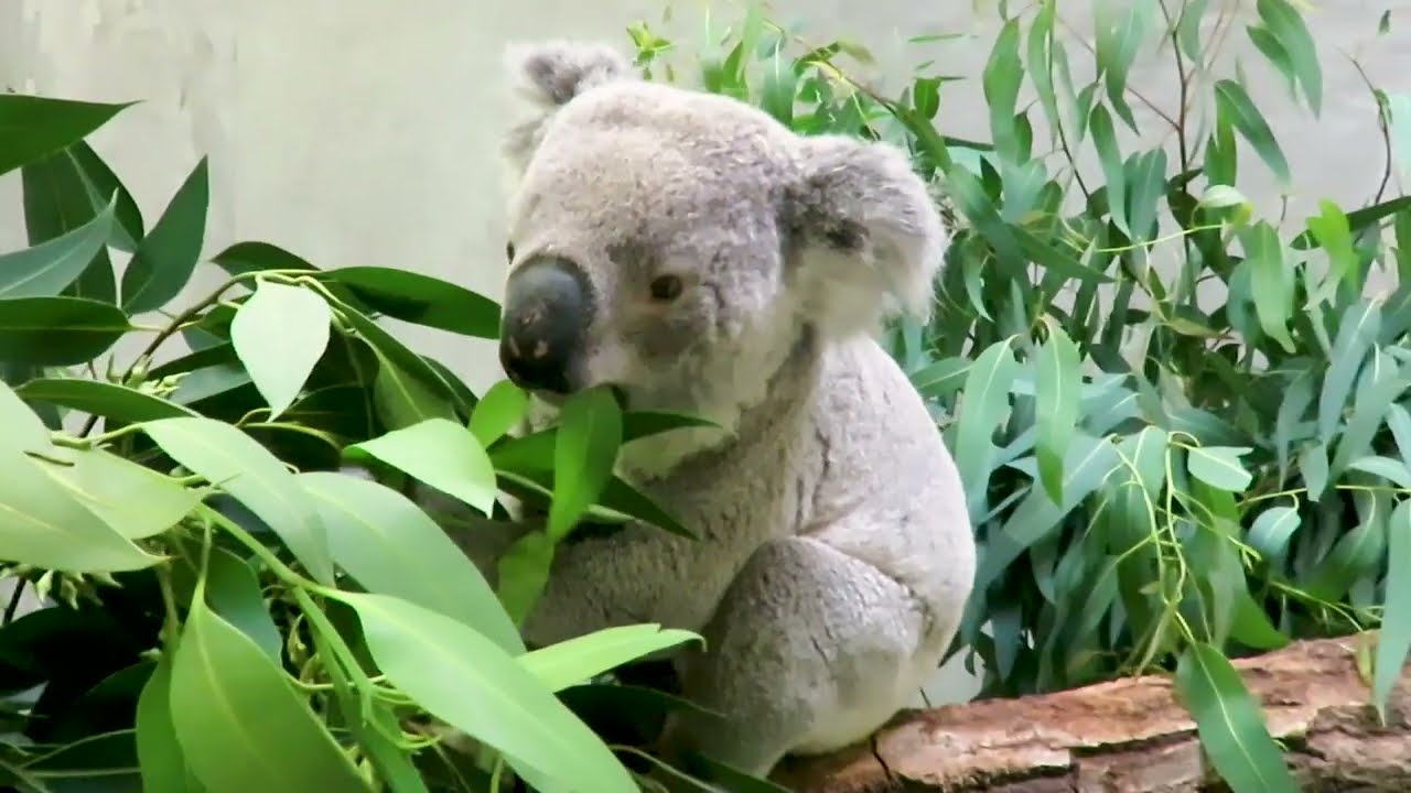 【東山動植物園公式】初めまして、スカイです！《 コアラ 》