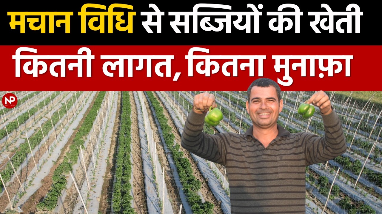 This small Haryana farmer is earning profits from Multilayer Vegetable farming using stacking Method