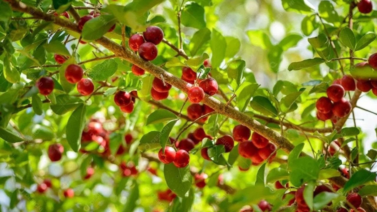 Plantamos Mais Acerola na Chácara | Expansão do Nosso Pomar!